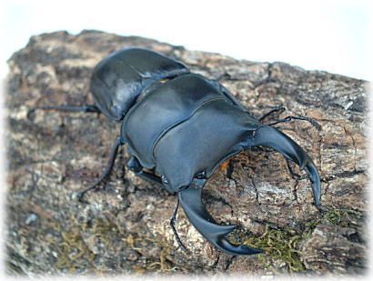 佐賀産オオクワ