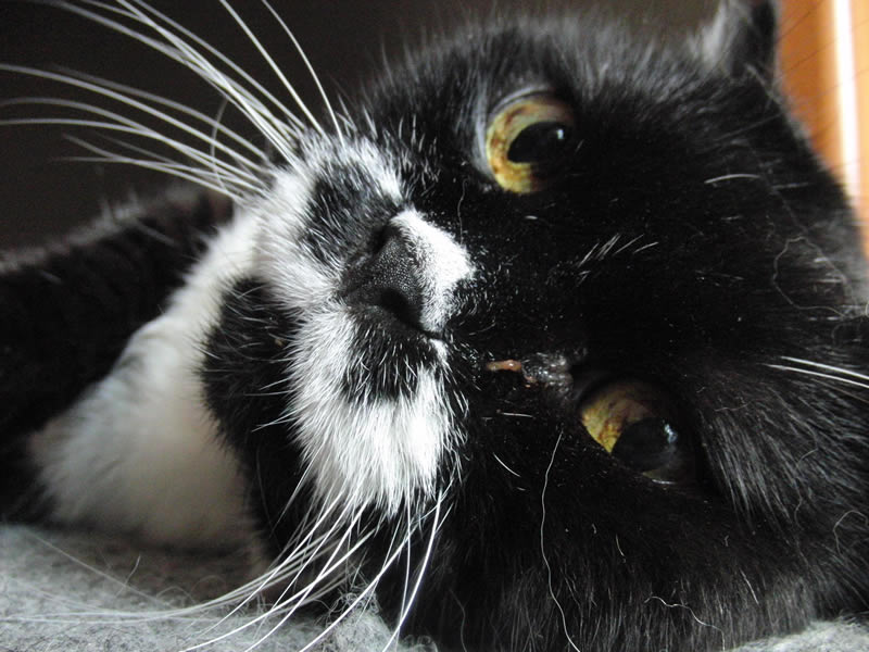 2010年06月 - クマにゃん日記