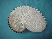 株）タカシェル 世界の貝・化石・珊瑚・タツノオトシゴ・カブトガニ