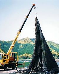 TASTON -キングハイロン