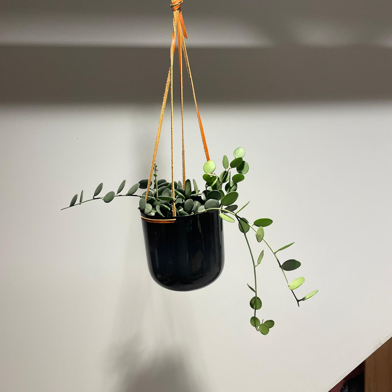 新品未開封 カーカムス オートフライ センシティック セージグリーン