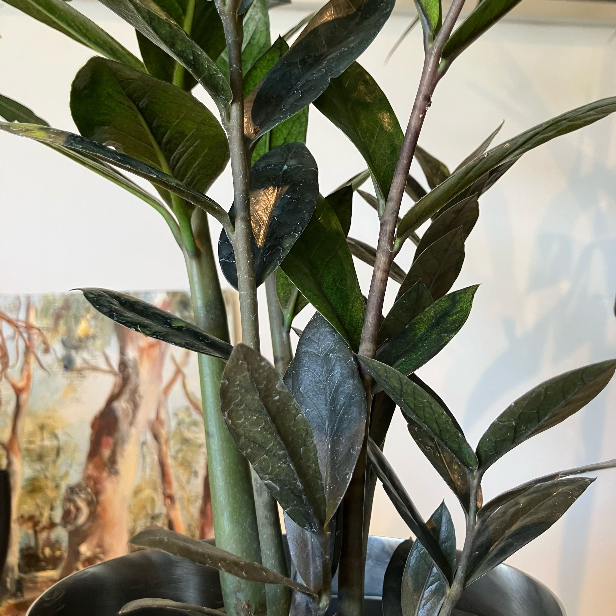 ZZプラント（ザミオクルカス ザミーフォリア）I インドアプランツ I