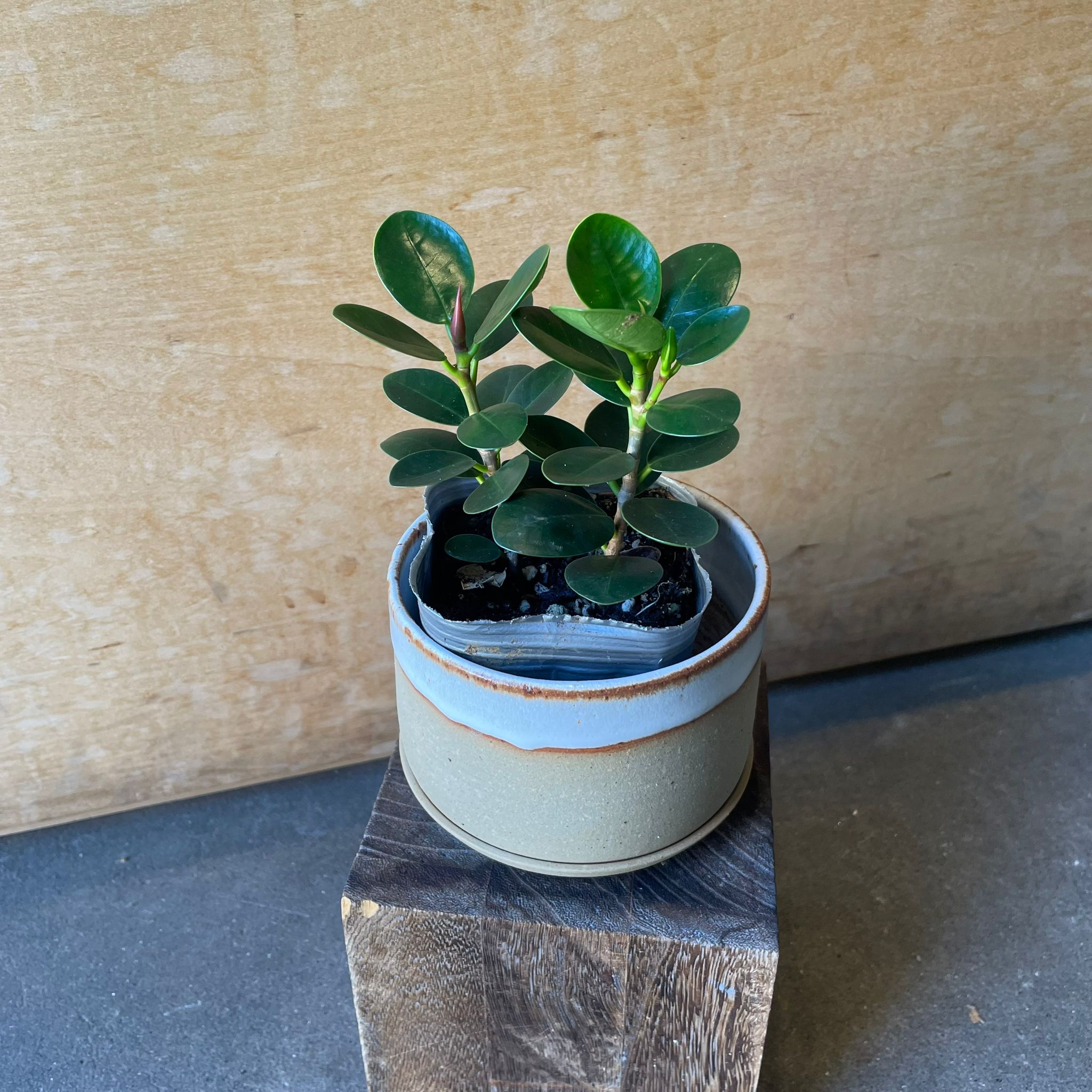 パンダガジュマル I インドアプランツ I プラントソサエティトーキョー