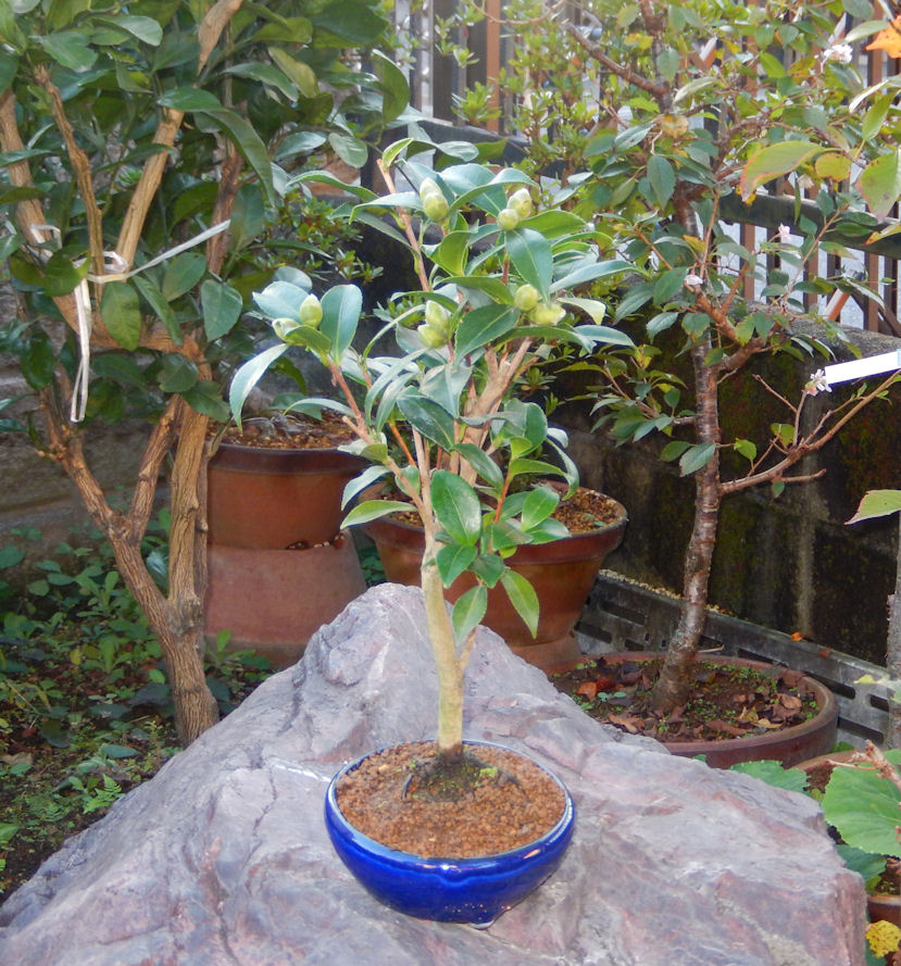 さざんか サザンカ 山茶花のミニ盆栽 |東京盆栽 a-masa-103sazanka2018