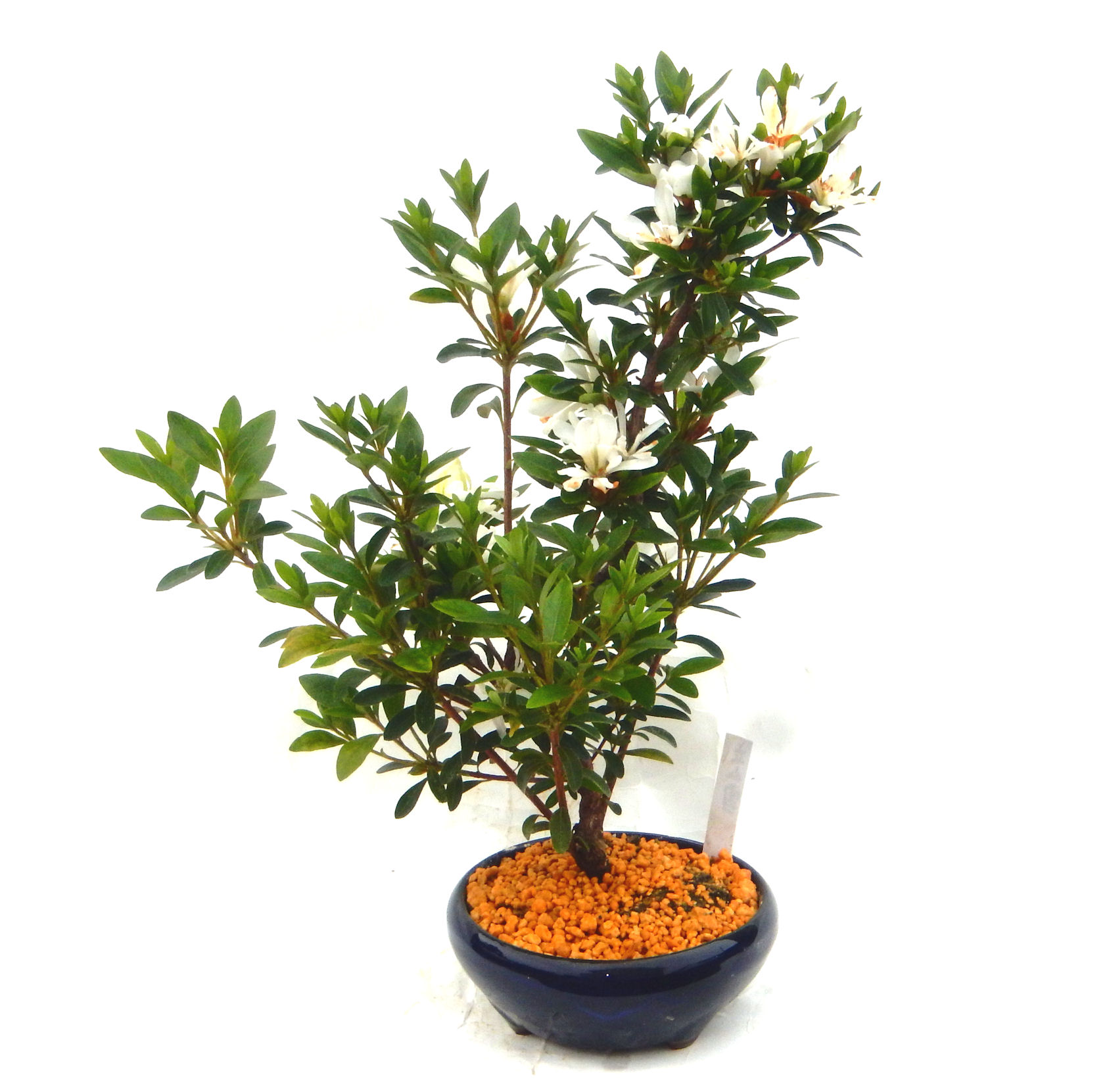 皐月(さつき)】 