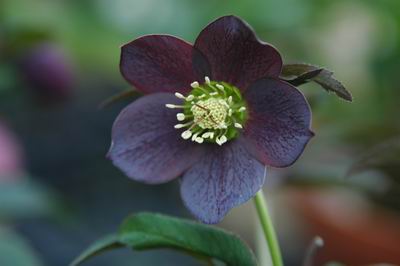 クリスマスローズ ミスティーク ss 大木ナーセリー 開花苗 6号鉢