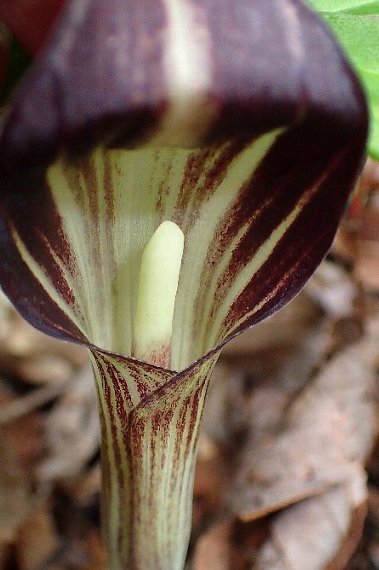 m*o様 山野草 アマギテンナンショウ 実生 10球 t*o様 山野草 アマギ