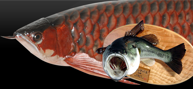 ゆあさ剥製工房トップページ 愛知県名古屋にある魚類剥製の製作・販売