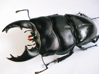 アルキデスオオヒラタクワガタ｜クワガタ紹介 -Zeal of Crimson-