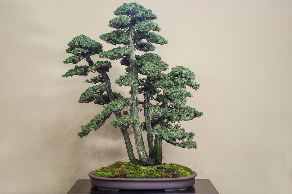 杜松（としょう）｜松柏盆栽 ｜ 盆栽芸術家・秋山実（BONSAI Artist
