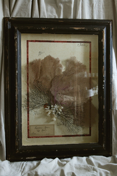 アンティーク標本 貝 珊瑚 海藻 アートフレーム イタリアフィレンツェ