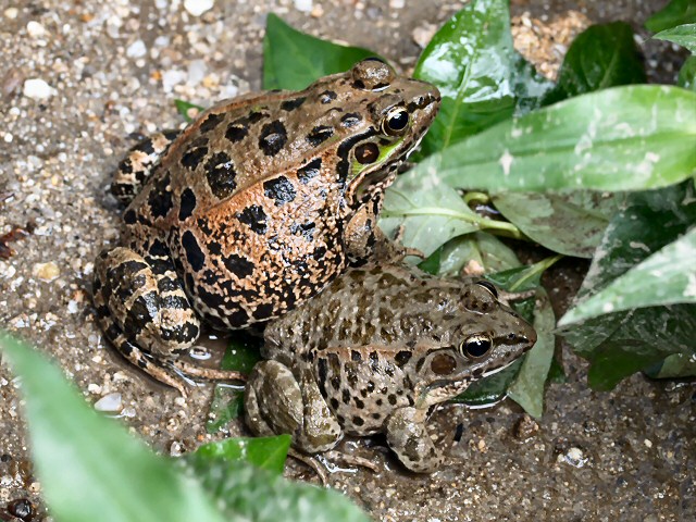 ダルマガエル ／ Daruma Pond Frog｜動物紹介｜安佐動物公園 asazoo