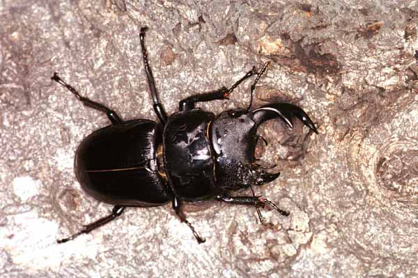 オオクワモザイク