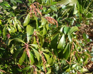 跡見群芳譜(樹木譜 アセビ)