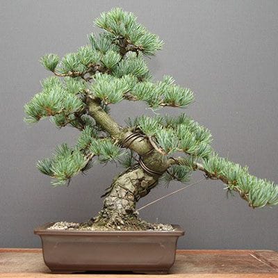 宮島五葉松 中品盆栽 樹齢25年の一点物盆栽を販売｜盆栽妙 – 盆栽妙 本店