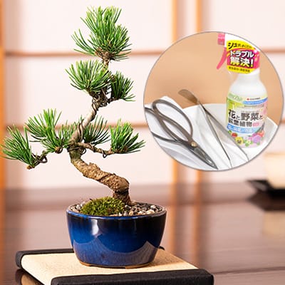 和の贈り物 ミニ五葉松の盆栽とはじめての道具セットを販売｜はじめる