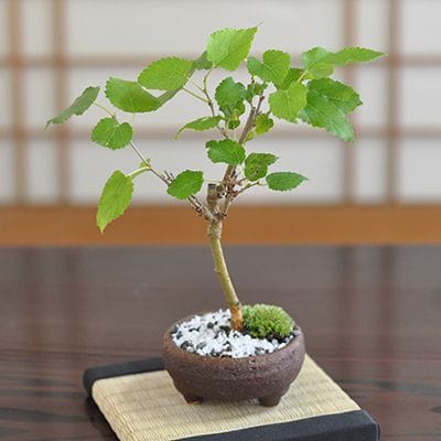 クワ 桑の盆栽を販売｜盆栽妙 – 盆栽妙 本店