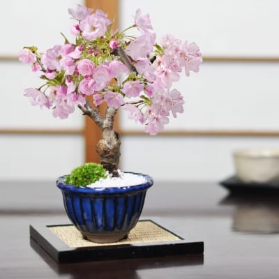 ミニ桜 旭山 万古焼 なまこ花型の盆栽を販売｜盆栽妙 – 盆栽妙 本店