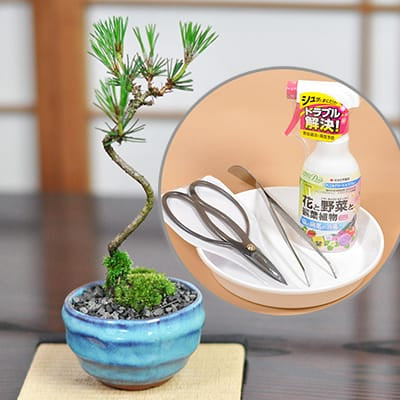 黒松 瑠璃紺和鉢と道具セット受け皿付きを販売｜盆栽妙 – 盆栽妙 本店