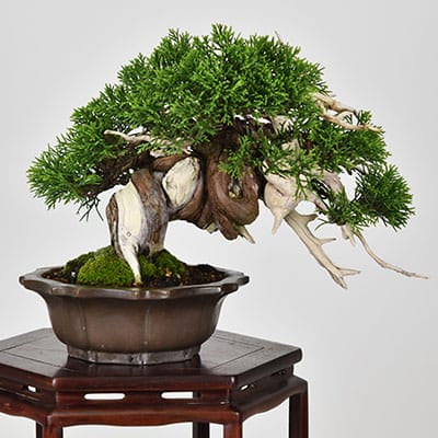 匠の盆栽】真柏 1点もの No.252【平松浩二】の盆栽を販売｜盆栽妙
