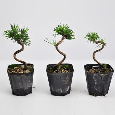 黒松小 素材 10本セットの盆栽を販売｜盆栽妙 – 盆栽妙 本店