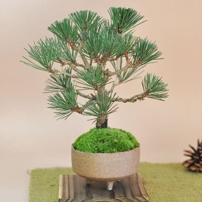 幸せを呼ぶ盆栽 寿松の盆栽を販売｜入門は盆栽妙 – 盆栽妙 本店