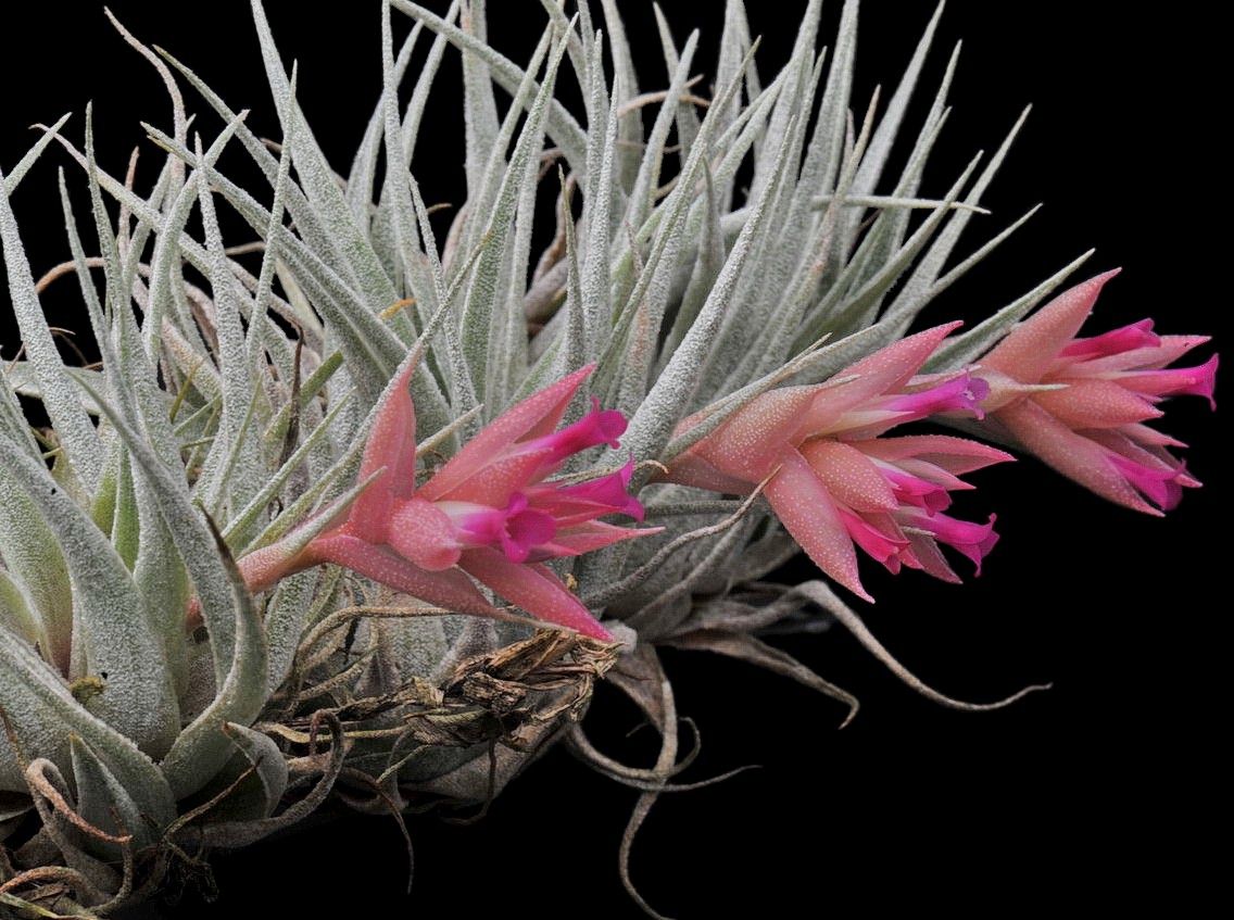 Bromeliads in Australia - Tillandsia heubergeri