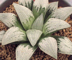 カクタスニシ Cactus and Succulent