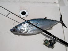 株式会社 カーペンター ルアー 釣り GTフィッシング 黒鮪 マグロ