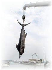 マーリン カジキ 株式会社 カーペンター ルアー 釣り GTフィッシング