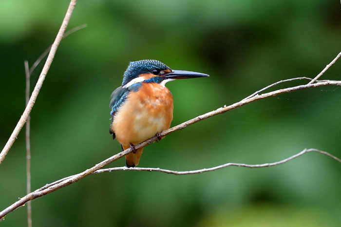野鳥シリーズ③ カワセミ | あきた森づくり活動サポートセンター