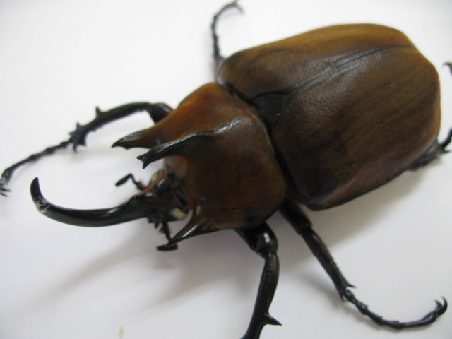 昆虫販売】ギアスゾウカブト（ギアス・ギアス）初・2令幼虫3頭セット