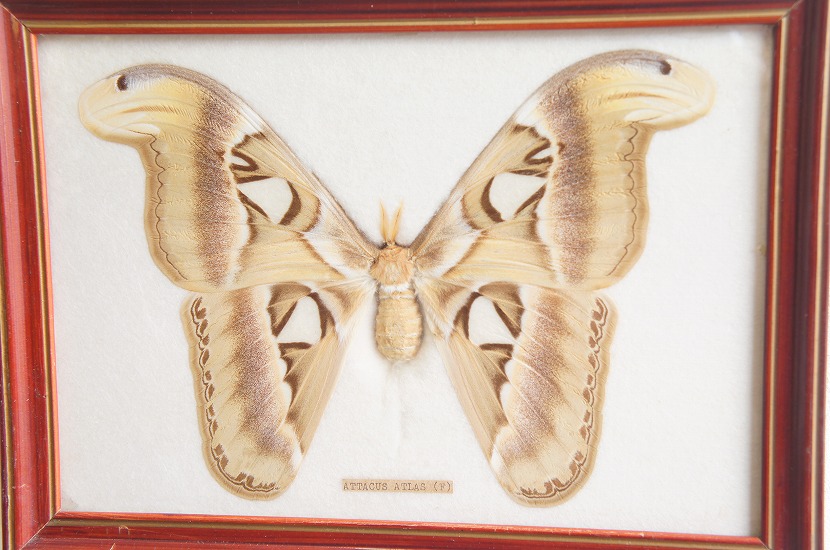 HOMEWARD [ホームワード] / ヨナグニサン 標本