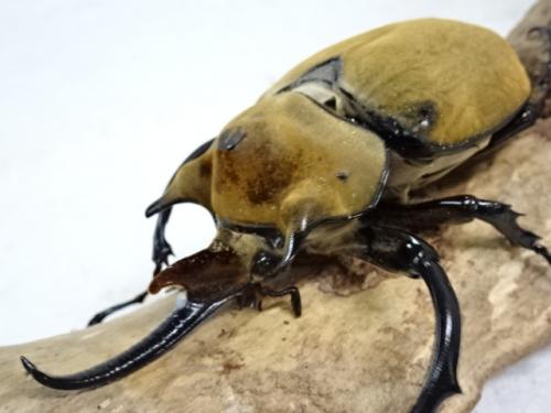 くわかぶプラネット / イイジマゾウカブト(オス単品)