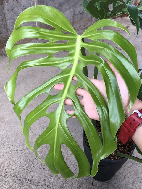 ペペロミア サンデルシー 斑入り Peperomia sandersii variegated