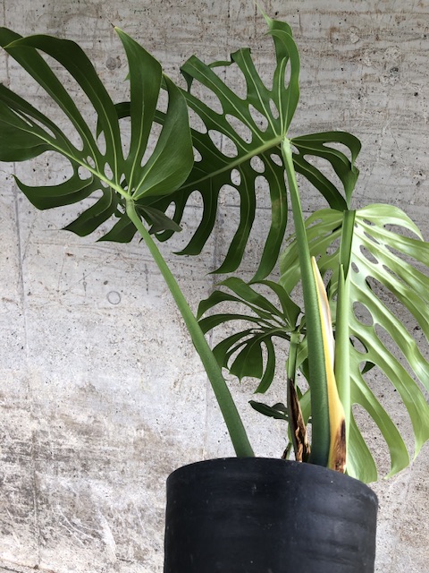 ペペロミア サンデルシー 斑入り Peperomia sandersii variegated