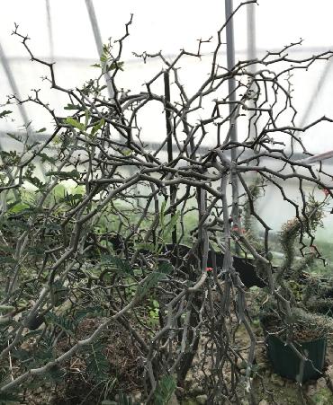 デカリア属栽培種プロフィール、種類／マダガスカル分園／ぱんさの