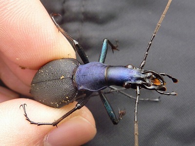 虫屋の憧れ「ツシマカブリモドキ」を探して (長崎県・対馬) – Monsters