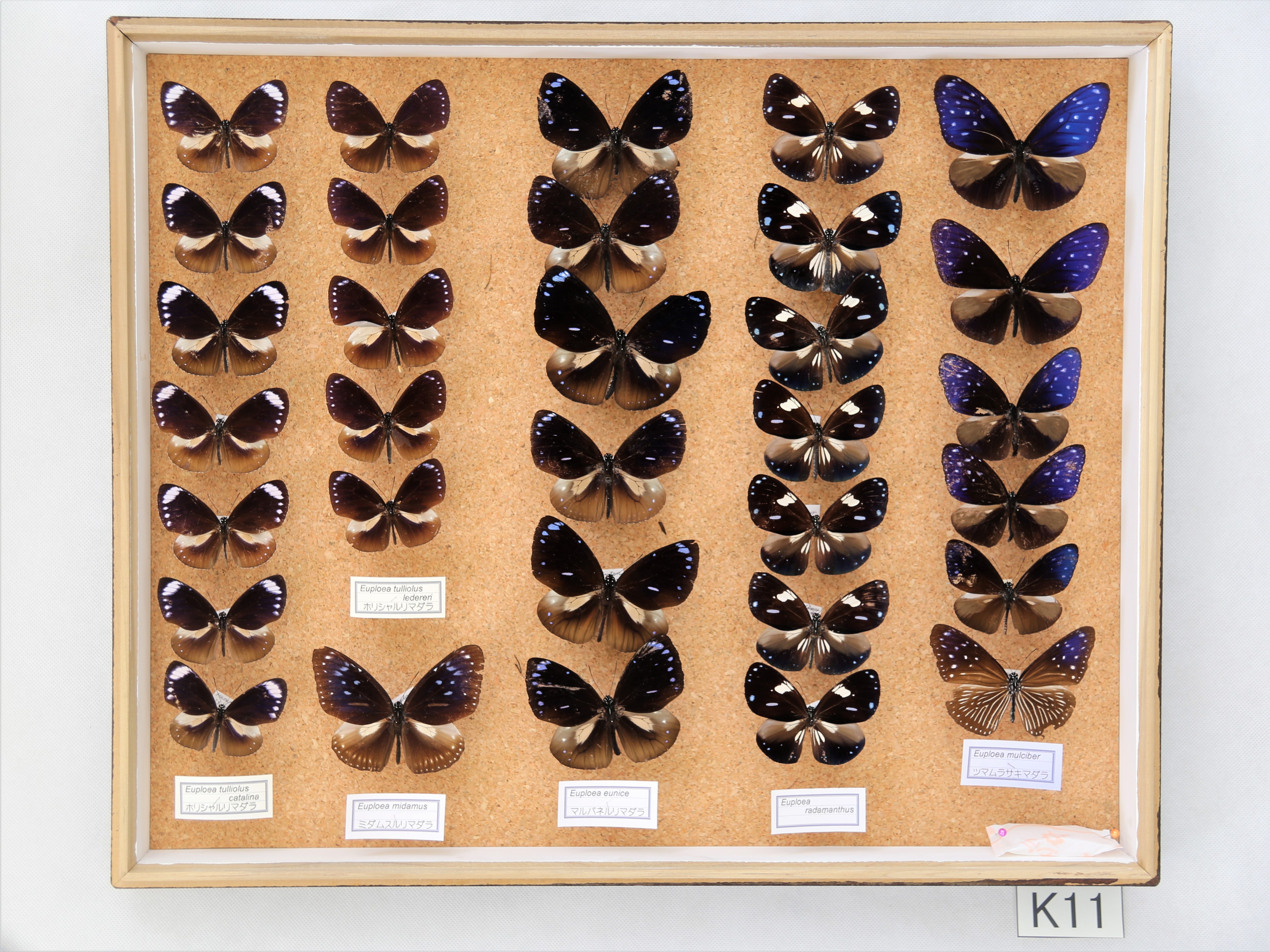 昆虫標本データ