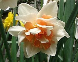 八重咲きスイセン ディックウィルデン、レプリー、オブダム