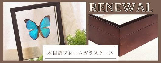 木製標本箱のすすめ , 蝶の標本 販売・通販のNatureShop|モルフォや