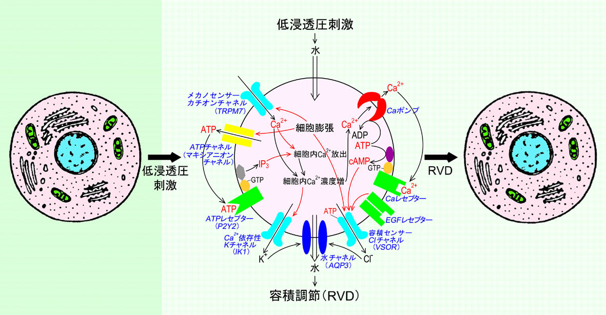 NIPS Dept. Cell Physiology: General Introduction