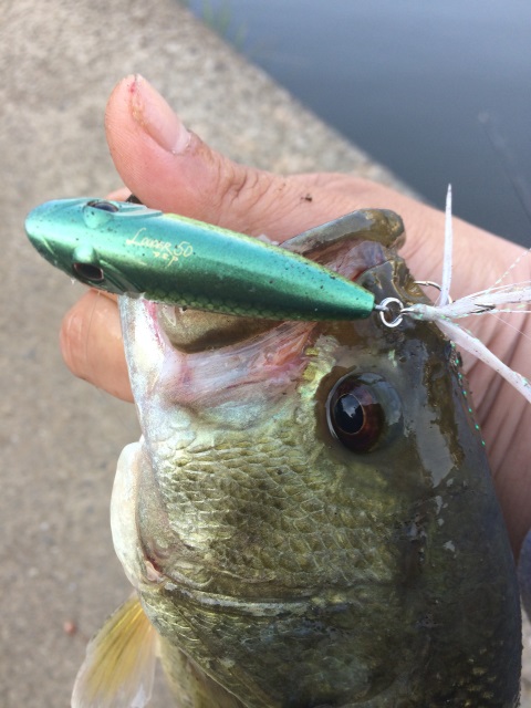 北田朋也 | O.S.P,Inc. | ルアーフィッシングメーカーO.S.P,Inc.の公式