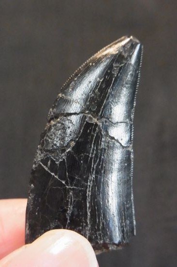 アロサウルス実物歯化石 トキワ様以外の方の購入は受け付けません