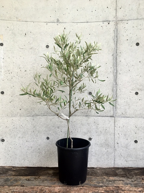 このオリーブがおすすめ！ジャンボカラマタ (Powerdio Club)