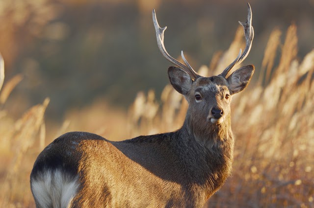 はじめてのエゾシカ猟】エゾシカの行動・習性とは？狩猟のコツや