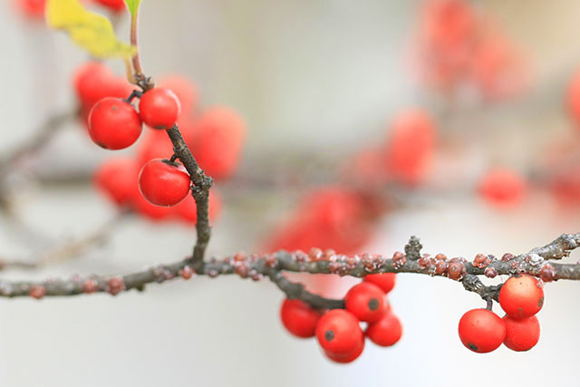 ウメモドキ／四季の山野草・秋