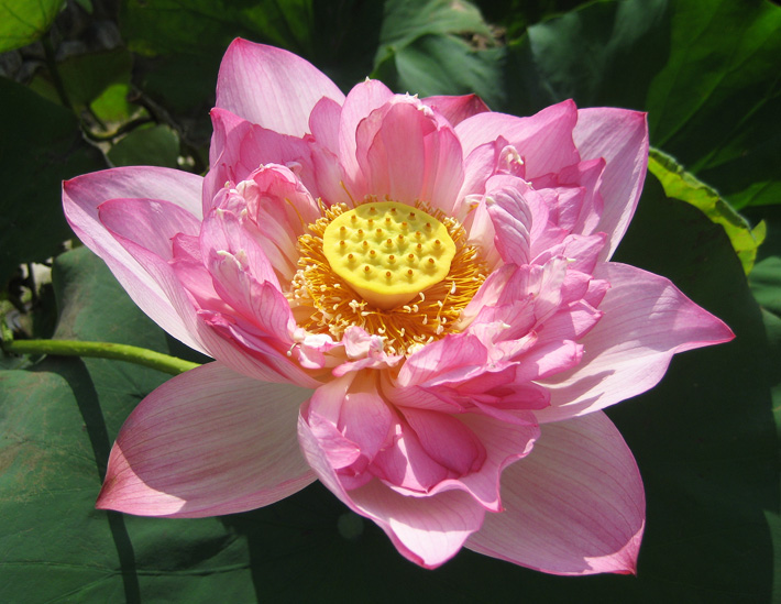 玉繍蓮 | 高田本山の蓮図鑑 | 真宗高田派本山 専修寺