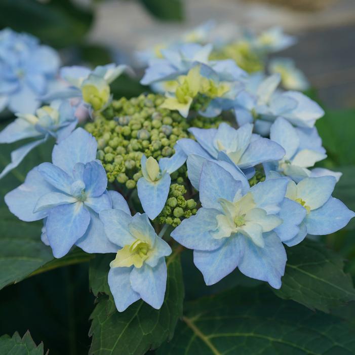 Tuff Stuff Ah-Ha® Hydrangea | Sooner Plant Farm