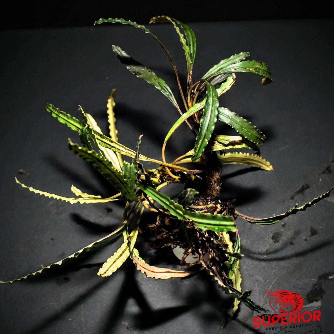 Bucephalandra Crocodile – Superior Shrimp & Aquatics